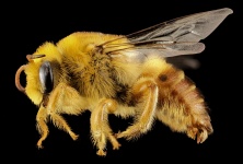 Bee vakoló