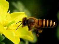 Bee på gul blomma