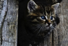 Kitten adorabile curioso
