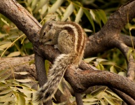 Veveriță adorabilă într-un copac