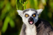 Adorable lemur of Madagascar