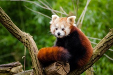 Adorabile Panda Rosso!