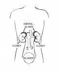 Adrenal Glands Diagram Illustration