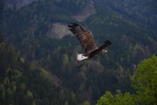 Vultur zboară peste o pădure