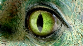 Allosaurus Dinosaurier Augen