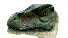 Allosaurus Dinosaurs Head