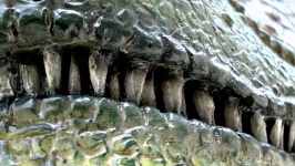 Los dientes de los dinosaurios Allosauru