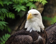 American Bald Eagle #2