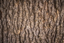 Background Wood Texture