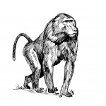 Baboon Clipart Illustration