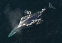 Albastru balena, albastru balenă