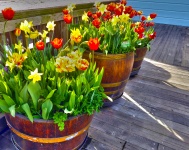 Barils de tulipes