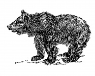 Bear Cub illustraties illustratie