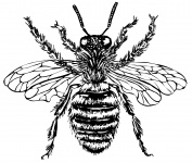 Ilustração Bee Clipe