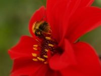Méh a virág