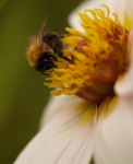Pszczoła na kwiat