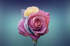 Belle Rose Arc-en-Ciel, Rosée