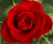 Beautiful red rose passion