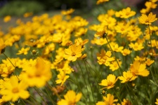 Beautiful Yellow Flowers