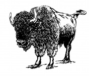 Bison Clipart Illustration