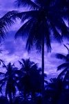 Blue Palm boom silhouet
