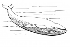 Ballena azul de ilustración