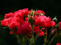 Buchet de trandafiri roșii, sărbători