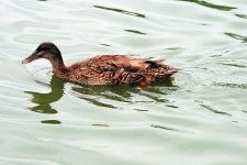 Hembra de pato marrón en el estanque