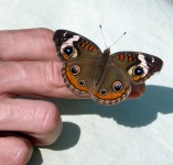 Butterfly on a finger