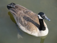 Canada Goose Piscine