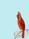 Cardinalul Bird Ilustrație