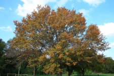 Changing Tree In Autumn