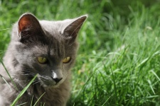 Cat Watching In The Garden