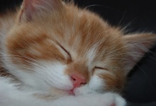子猫の睡眠