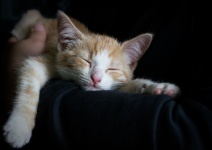 Kitten Sleeping Zug