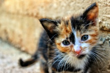 Słodkie Kitten Cat niemowląt