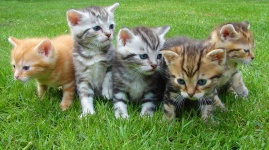 Cute Kittens And Adventurous