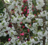 Flores de cerezo con camelias