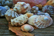 Clam shell and coral