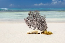Coral na pláži konceptu