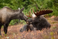 Couple of wild elk, Prairie