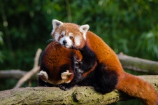 Paar rode panda, Luv