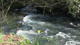 Narcisy od břehu řeky
