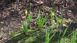 Daffodils Breaking Through