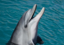 Delfín, Tursiops truncatus