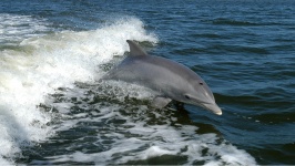 Дельфин, Tursiops truncatus