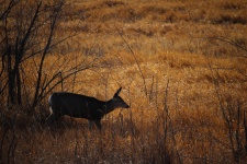 Deer in the Prairie