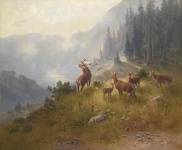 Cervos em uma montanha