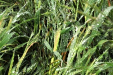 Dew Kissed Grass Background