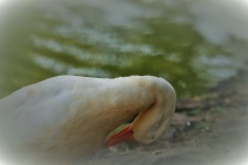 Droplets on white duck